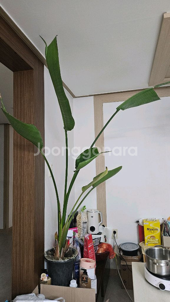 석류나무.레몬나무.대추나무.고무나무--3