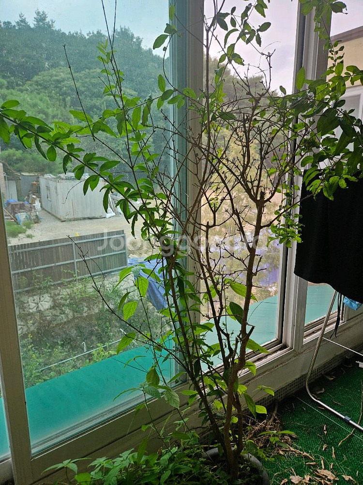 석류나무.레몬나무.대추나무.고무나무--8