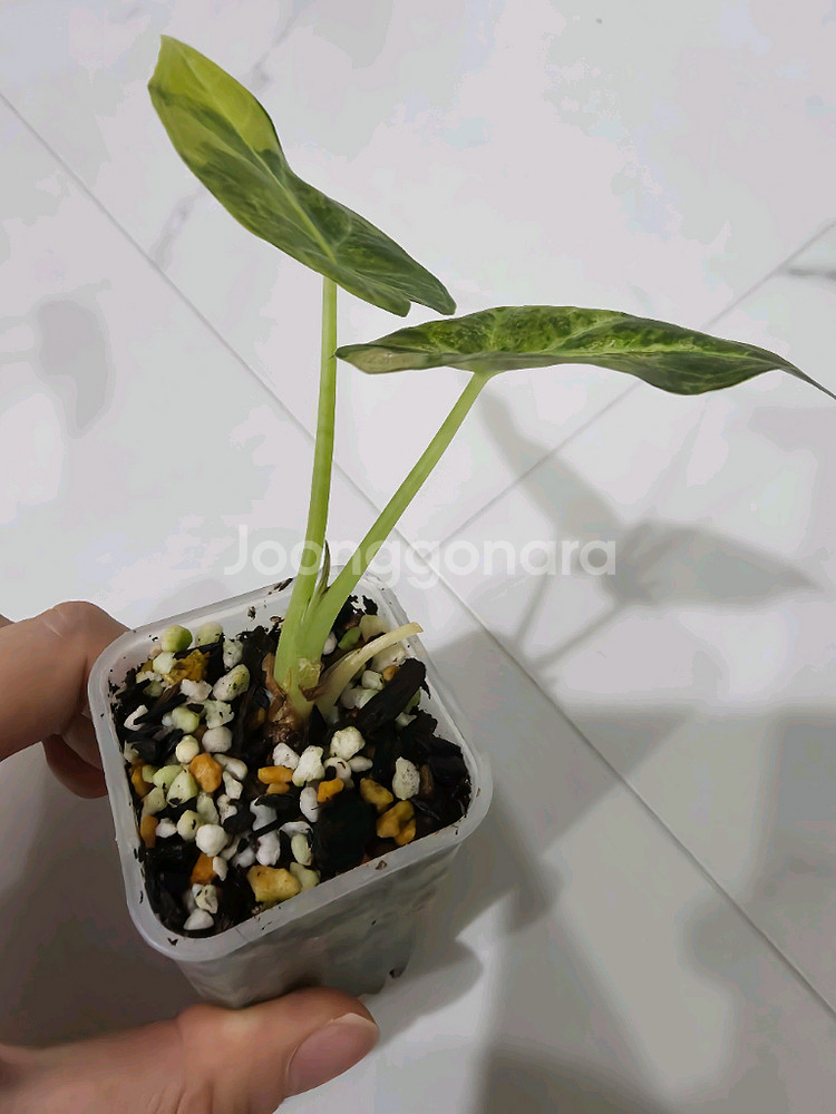 알로카시아 리갈쉴즈바리에가타(알로카시아레갈쉴즈바리에가타--2