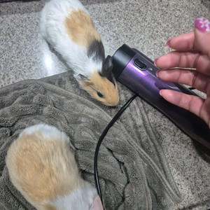 기니피그