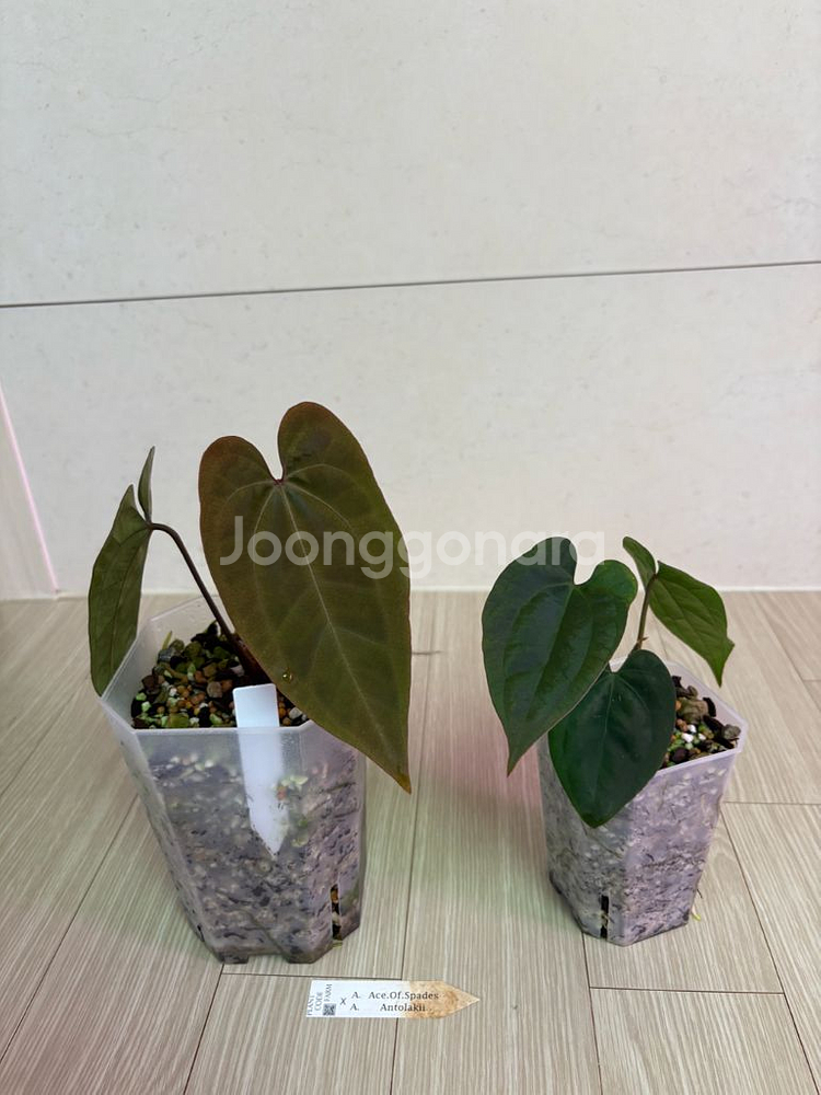 안스리움 에이스오브스페이드*안톨라키--0