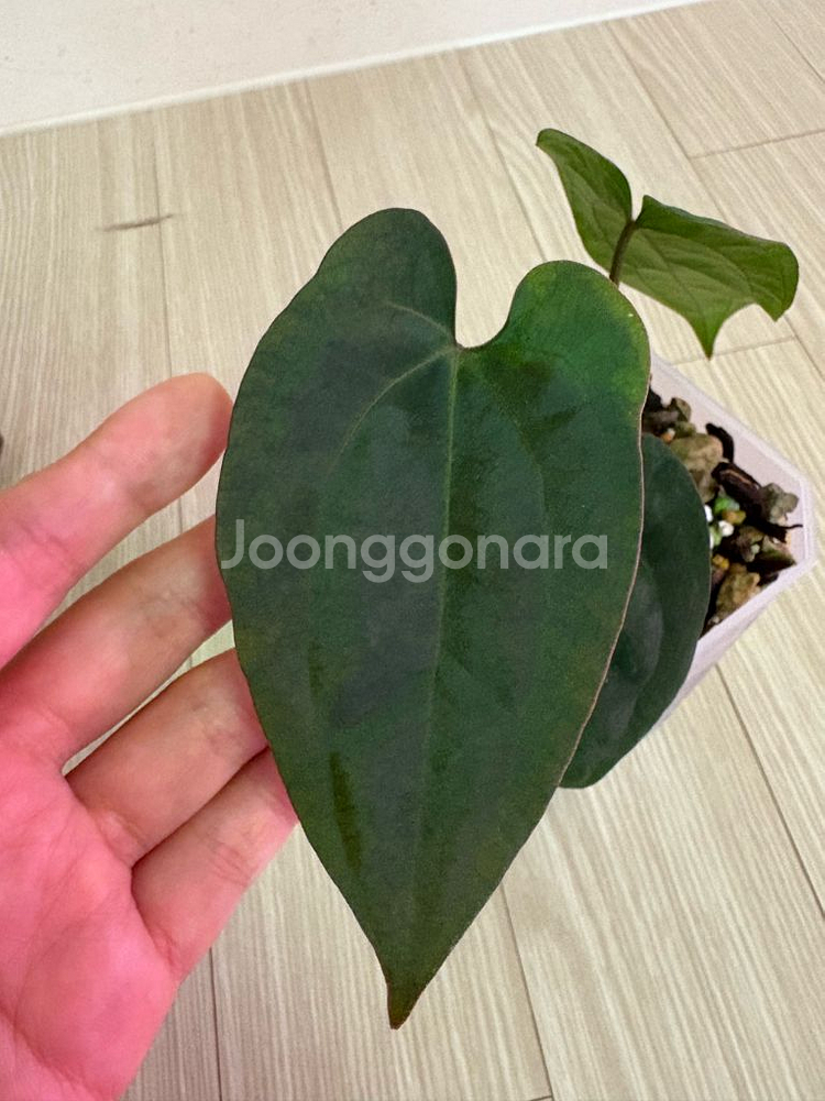 안스리움 에이스오프스페이드*안톨라키--1