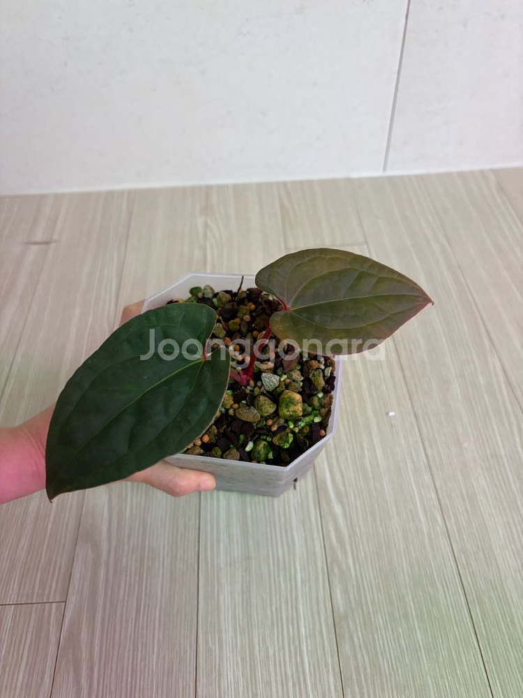 안스리움다크피닉스*럭셔리--0
