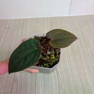 안스리움다크피닉스*럭셔리