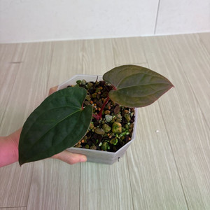 안스리움다크피닉스*럭셔리