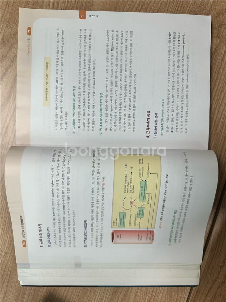 방사선영상학, 방사선생물학, 인체생리학, 영상정보학--3