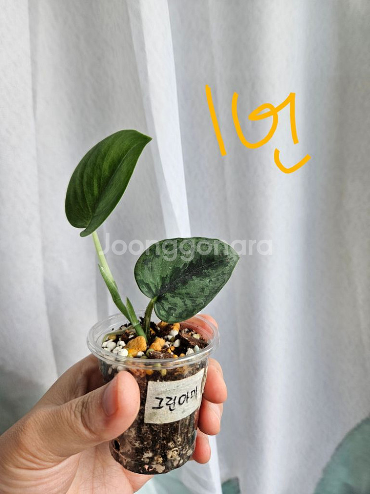 스킨답서스 그린아미 택1--0