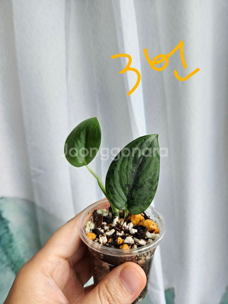 스킨답서스 그린아미 택1--2