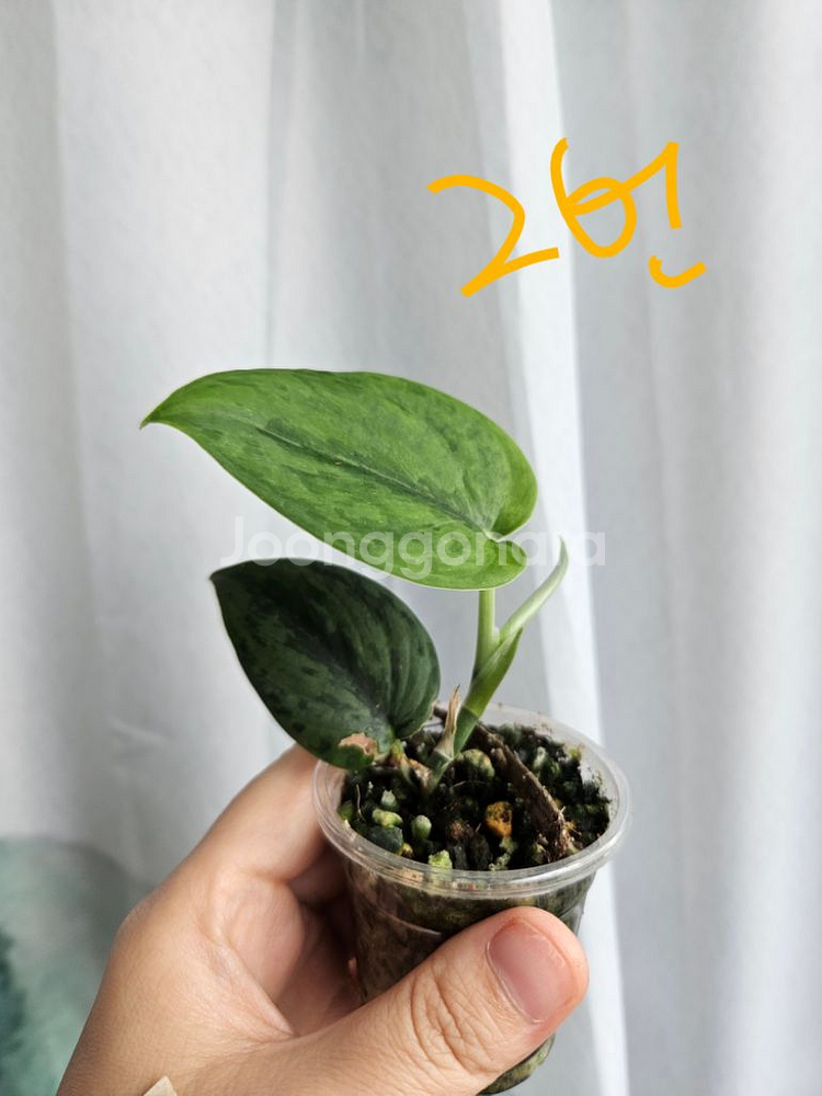 스킨답서스 그린아미 택1--1