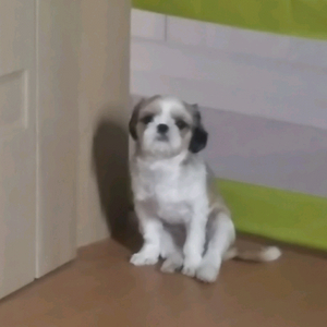 한게임 쿠폰팔아용