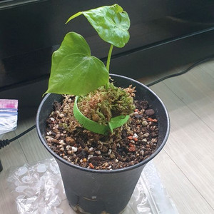안스리움 페다토라디아툼