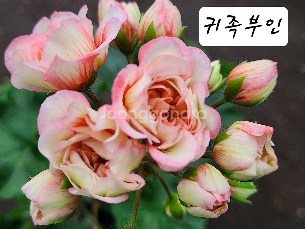 iv귀족부인 제라늄--0