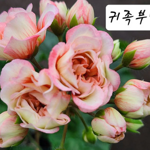 iv귀족부인 제라늄