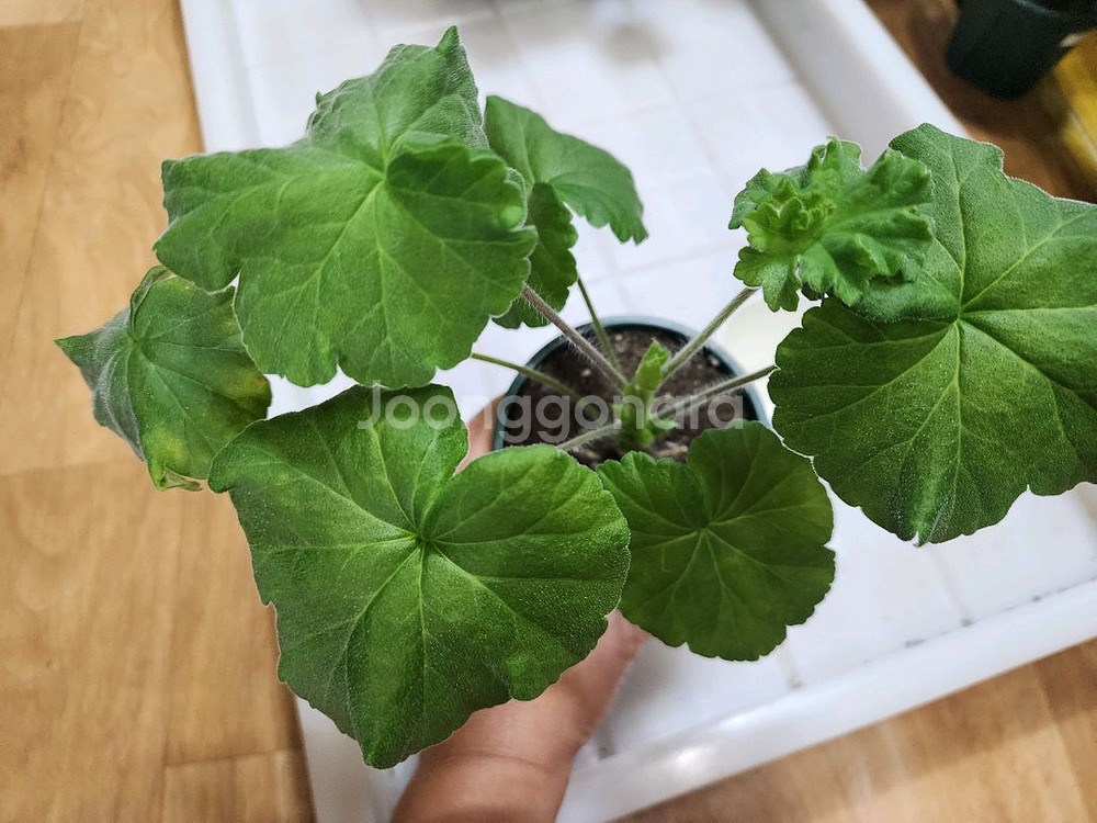 ug맛있는조각 제라늄--3