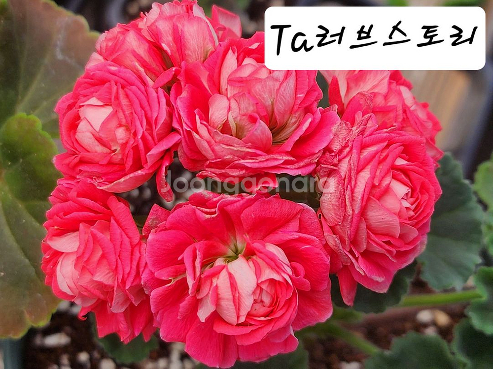 Ta러브스토리 중품제라늄--0