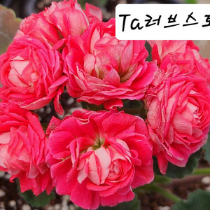 Ta러브스토리 중품제라늄