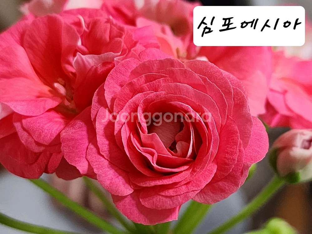 심포에시아 제라늄--0