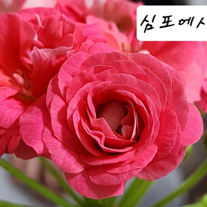 심포에시아 제라늄