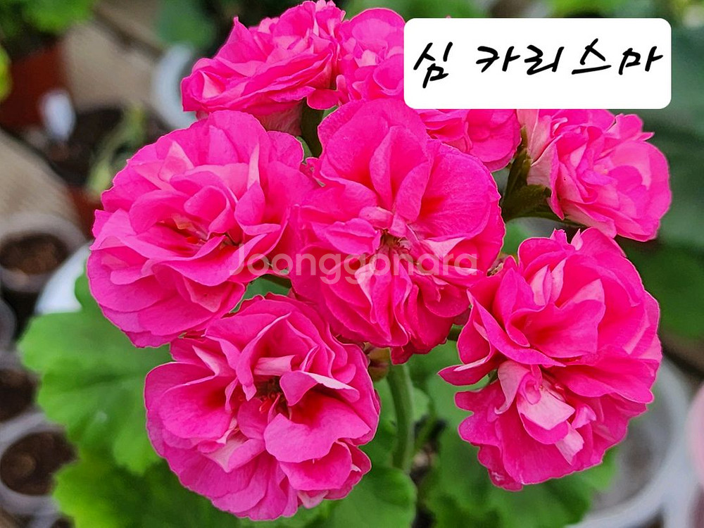 심 카리스마 제라늄--0