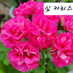 심 카리스마 제라늄