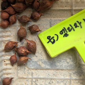 사랑초 구근세트