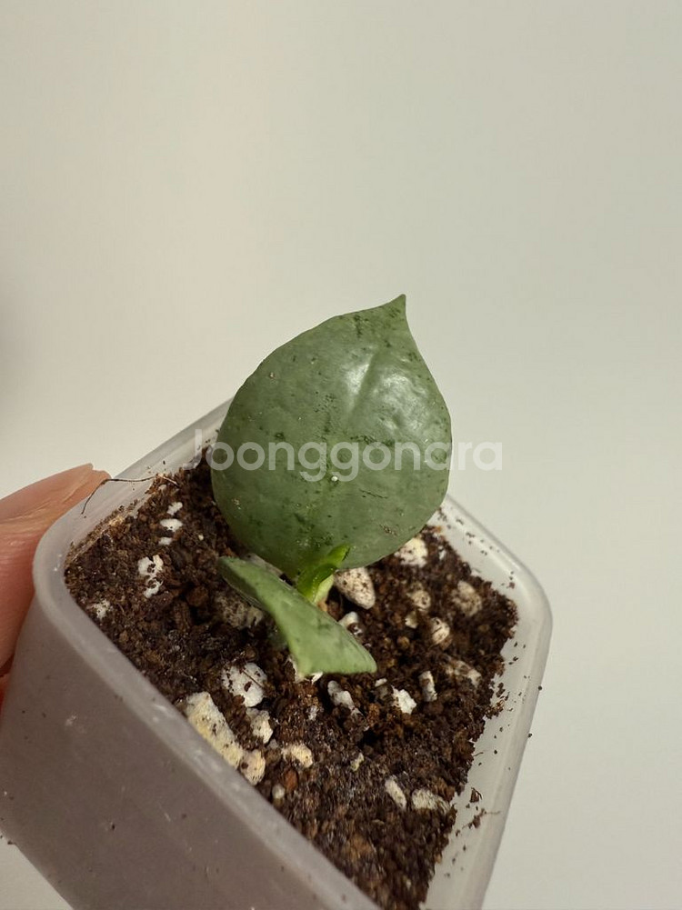호야 라쿠노사 오렌지--0
