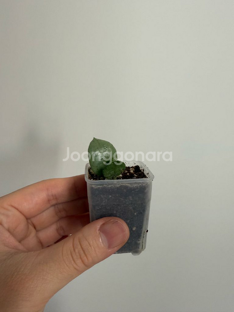 호야 라쿠노사 오렌지--2