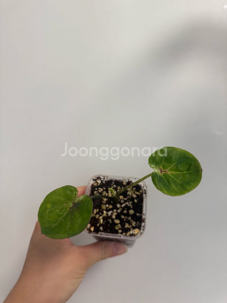 칼라디움 블랙컵--1