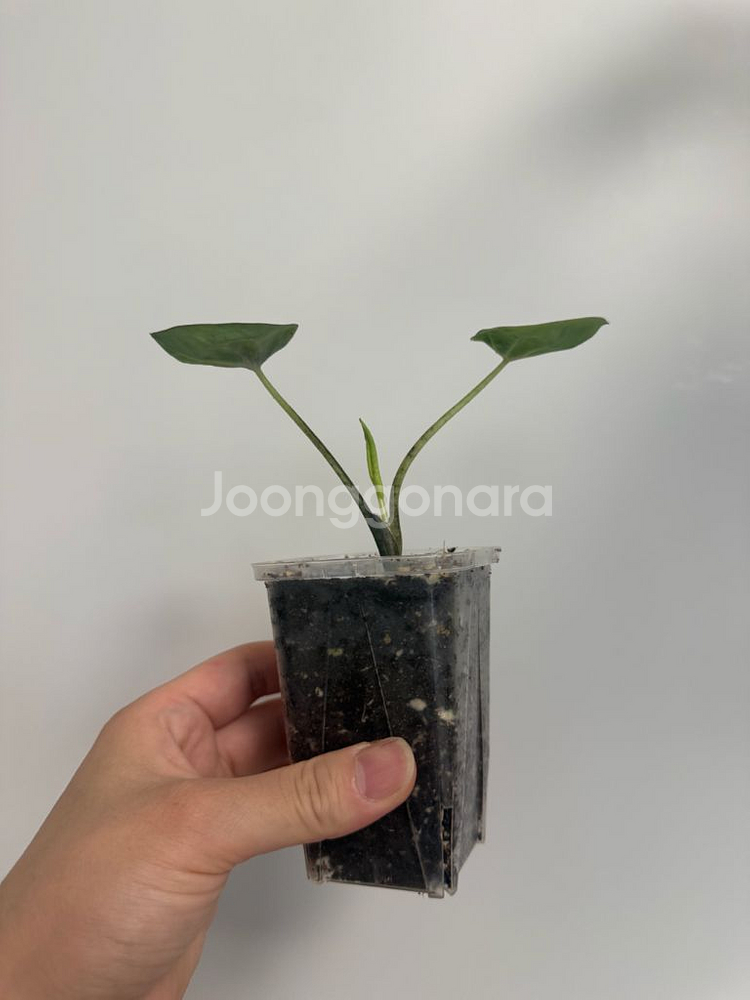 칼라디움 블랙컵--0