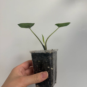 칼라디움 블랙컵