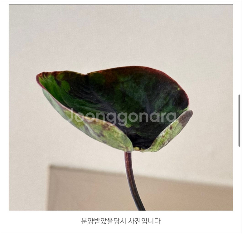 칼라디움 블랙컵--4