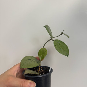 호야 버티실라타 실버하트