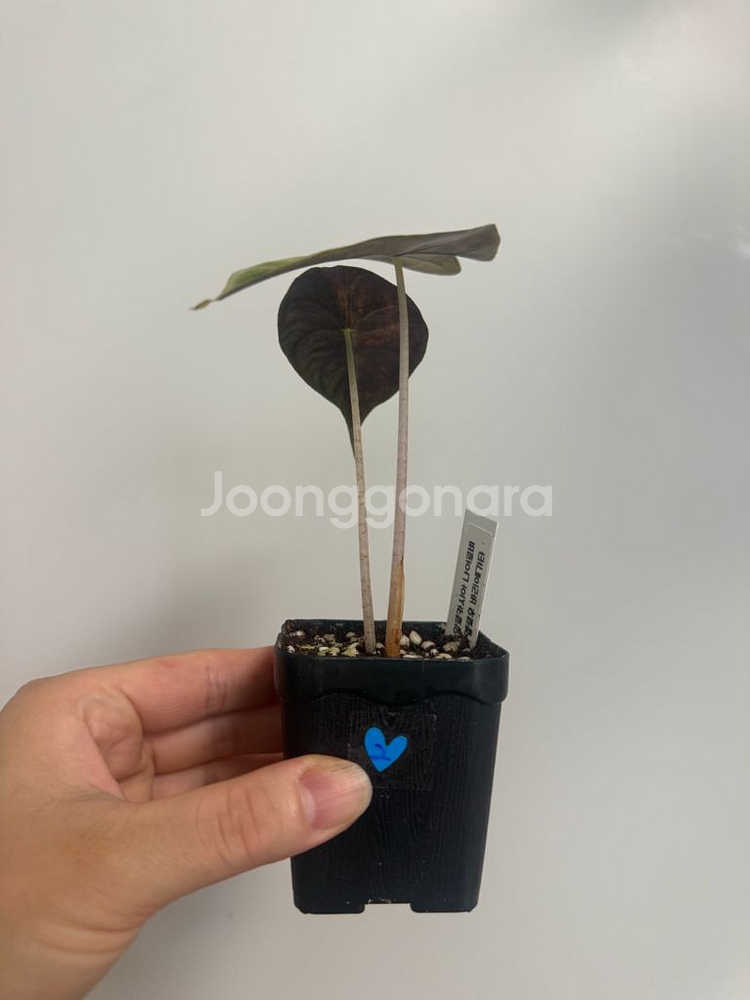 알로카시아 나이로비 옐로우 바리에가타--0