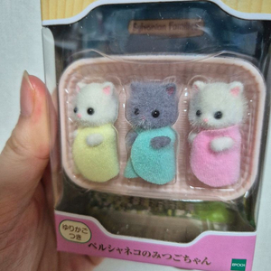 실바니안 페르시안 세쌍둥이
