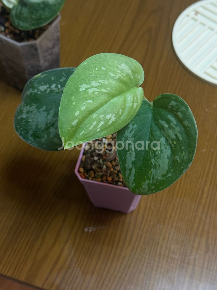 스킨답서스 바티콘--0