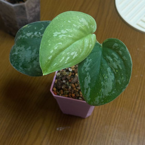 스킨답서스 바티콘