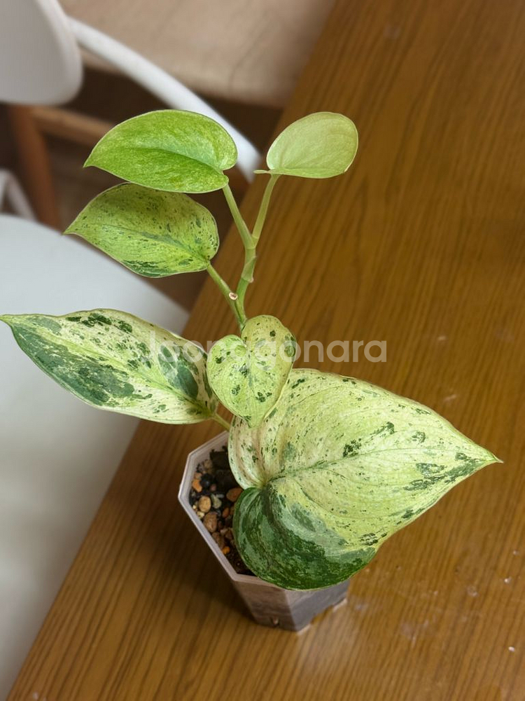 스킨답서스 크림브륄레--0