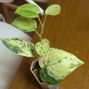 스킨답서스 크림브륄레