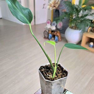 몬스테라 딜라체라타
