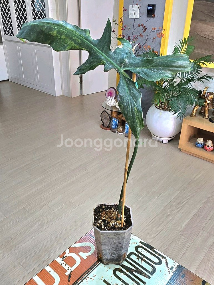 필로덴드론 롱기로바텀 미아노--1