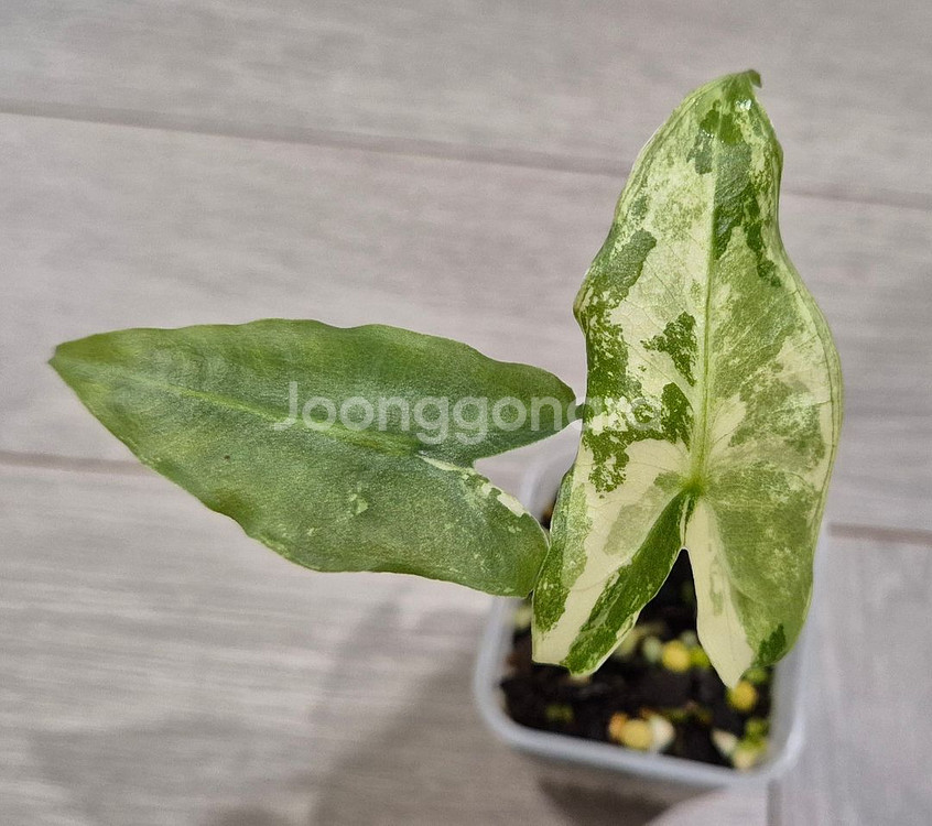 사리안 바리에가타--0