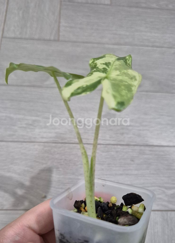 사리안 바리에가타--1