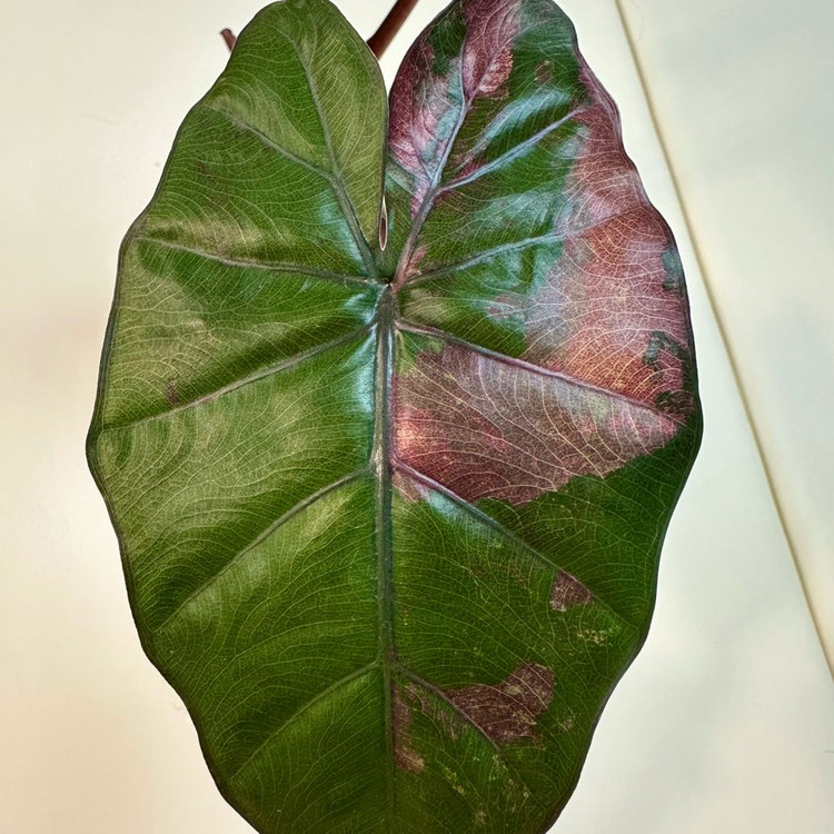 알로카시아 유카탄 핑크 2개--2