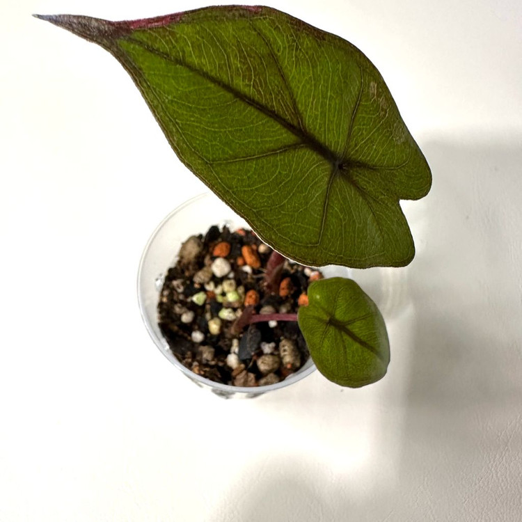 알로카시아 유카탄 핑크 2개--1