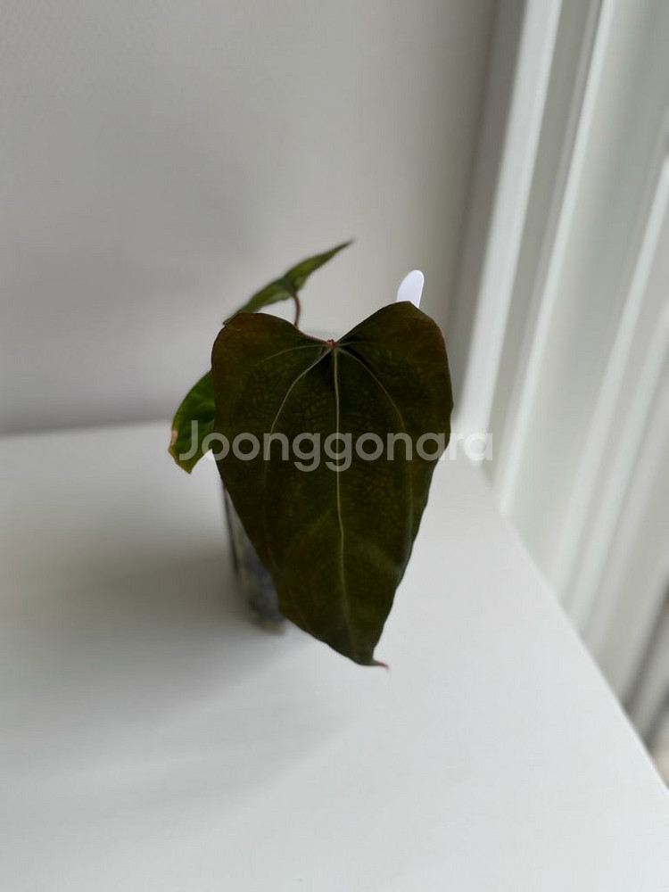 안스리움 SKG 핑크 레몬에이드 x 럭셔리안스--0