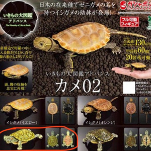 생물대도감 어드밴스 거북이 2탄 붉은귀거북 파스텔