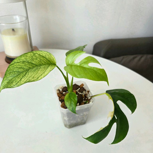 몬스테라 화이트민트 히메몬스테라