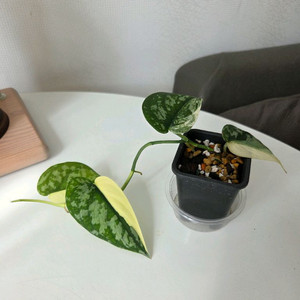 마야리 스킨답서스