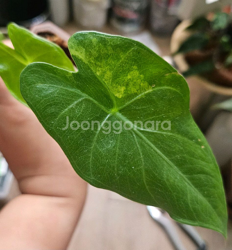 알로카시아 칼리도라 핑크드래곤 옐로우 바리에가타--0