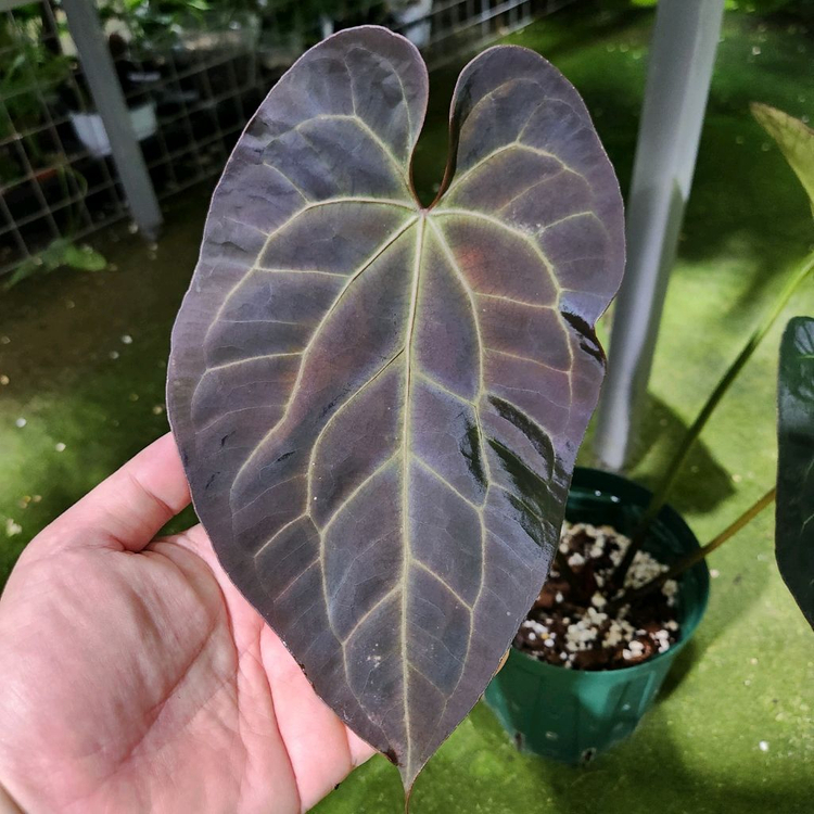 안스리움 레크 킹오스--2